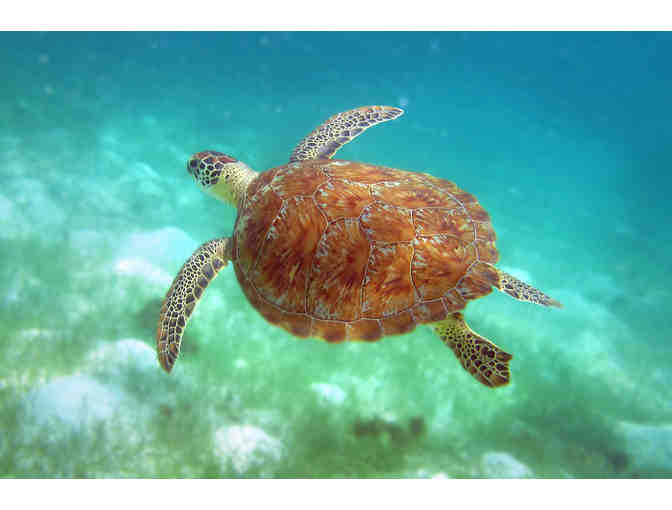 7 Nights at Palm Island Resort & Spa, The Grenadines