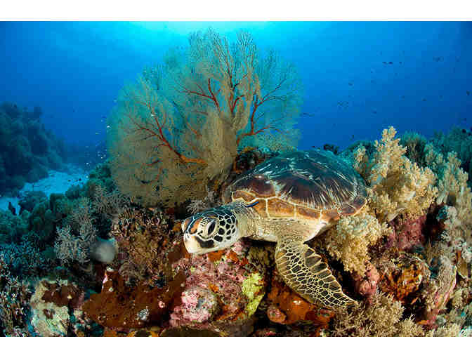 Seven Night Dive Vacation at Atlantis Philippines