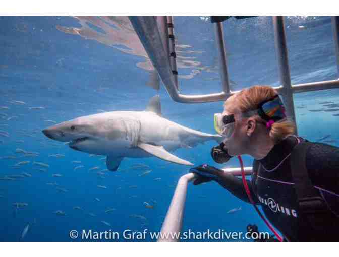 Shark Diver Gift Certificate for Great White Shark Dive
