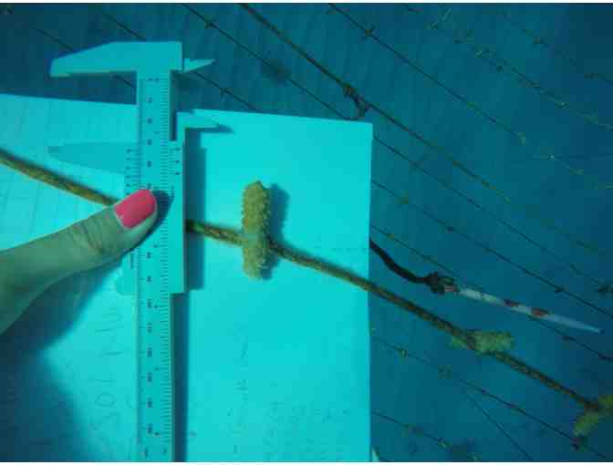 Guided Dive Tour for Two on San Andres Island, Colombia