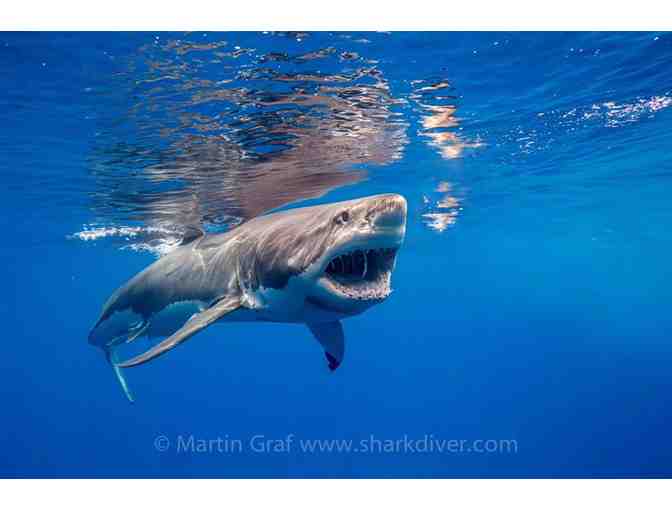 Shark Diver Gift Certificate for Great White Shark Dive