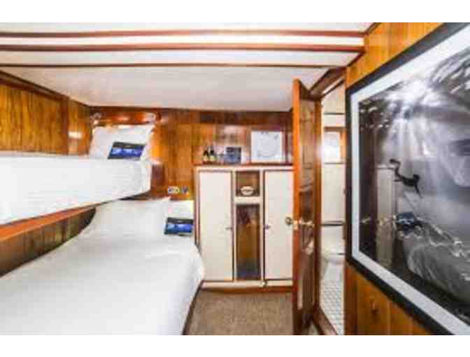 Shark Diver Gift Certificate for Great White Shark Dive