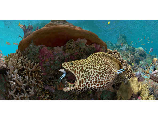 Four Admission Tickets to the California Academy of Sciences