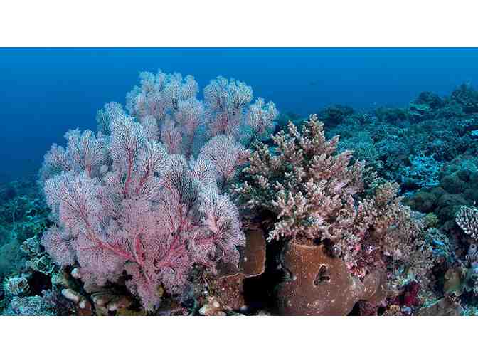 Scuba Junkie Komodo Beach Resort Three Night Stay with Diving in Indonesia