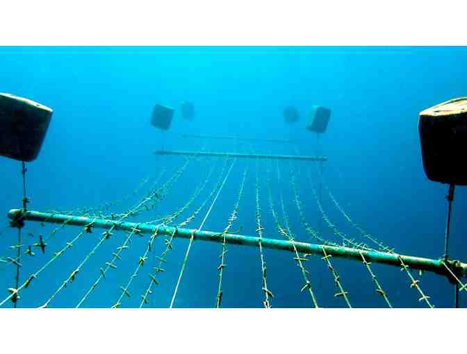 Guided Dive Tour for Two on San Andres Island, Colombia