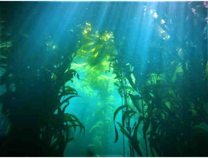 PADI Kelp Diver Specialty Certification Training for One with Malibu Divers