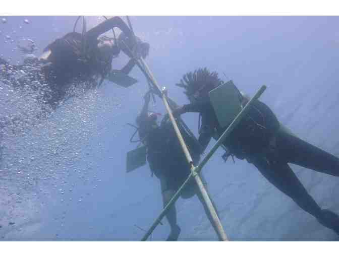 5-day Caribbean Reef Conservation Diving Expedition for Two in Tobago