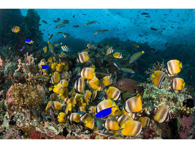 Atlantis Philippines: Seven Night Dive Vacation - Photo 9