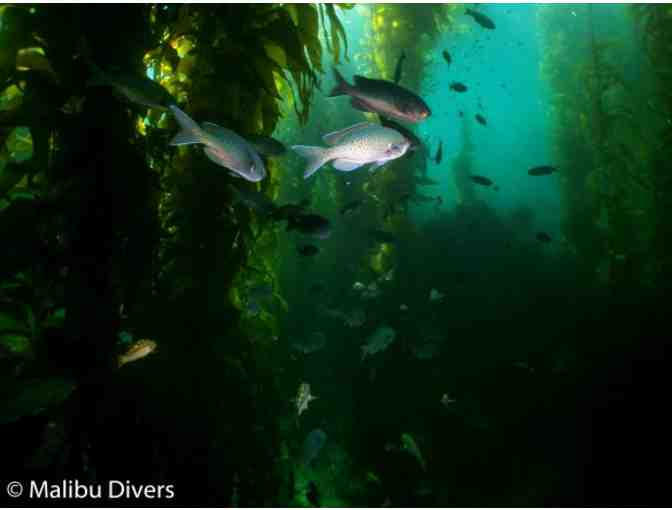 Malibu Divers: Kelp Diver Specialty Certification Training
