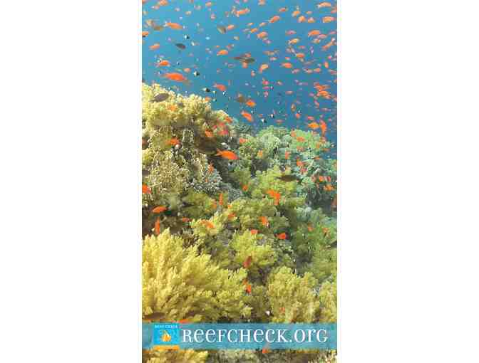 Rainbow Sandals Package: Men's Sandals (L), Reef Check Beach Towel & Hat