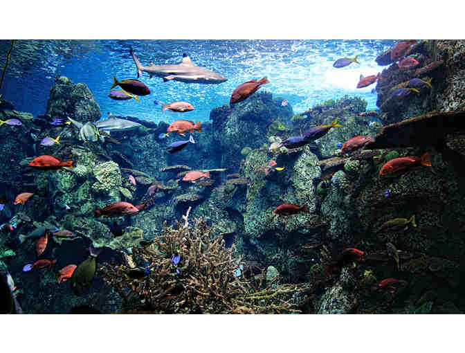Aquarium of the Pacific: Immersion Dive Experience for Two