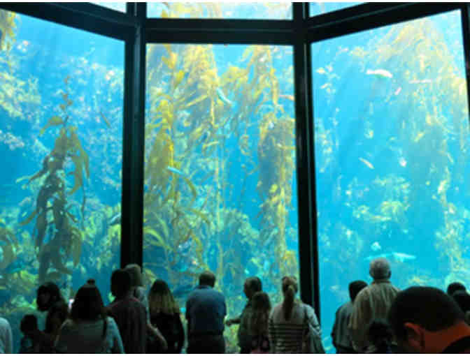 Monterey Bay Aquarium: Personal Guided Tour for Six
