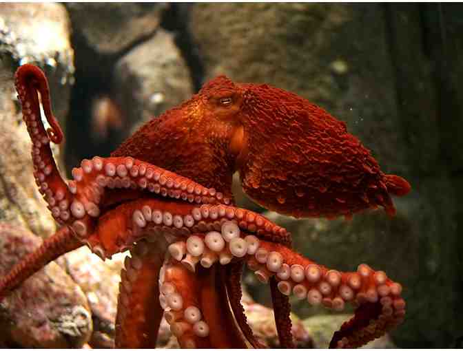 Monterey Bay Aquarium: Personal Guided Tour for Six