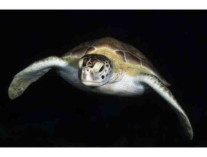 Green Sea Turtle Acrylic Print by Helen Brierley