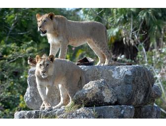 VIP Tour at Zoo Miami for Five Guests - Miami, FL