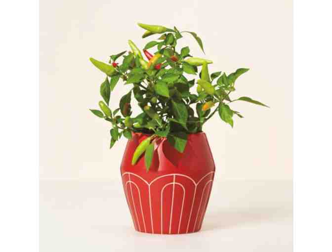 Self-Watering Chili Pepper Planter - Photo 1