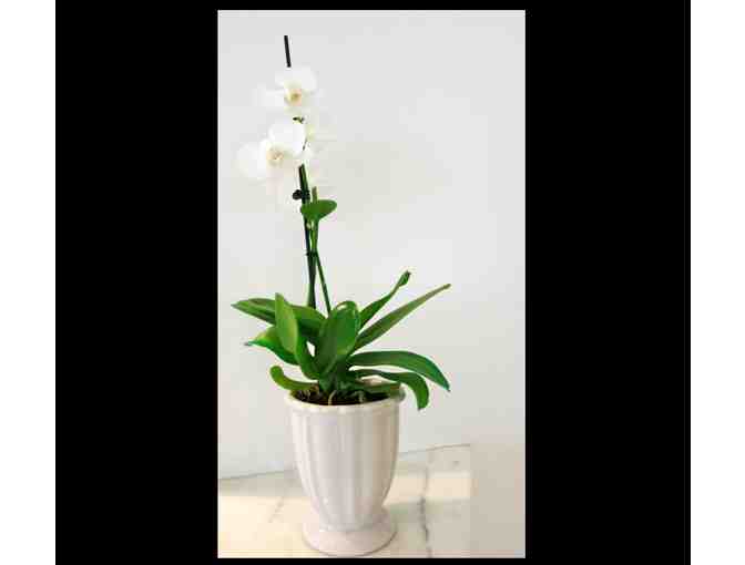 Orchid arrangement in vintage white ceramic kitchen jar by Brigitte Grosjean Vintage