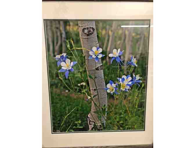Framed Photo of Aspen Trunk and Columbine Flowers by Rijk's Family Gallery