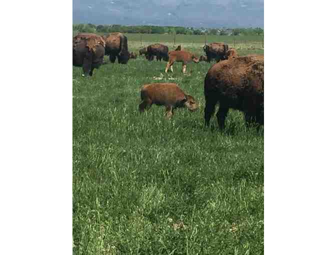 High Wire Ranch $50 Value of Bison Meat