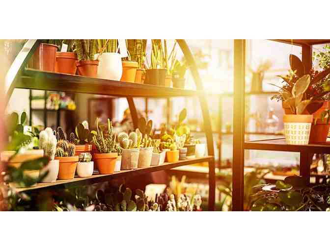 Tansy - $40 Gift Certificate