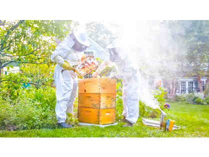 Beekeeping Experience