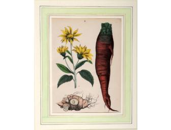 'Flower and Root Vegetables' early 19th century