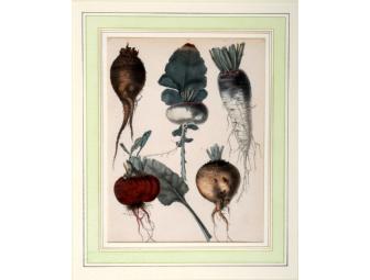 'Root Vegetables' mid 19th century