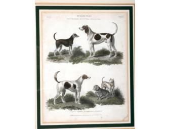 Natural History Plate 5 (Mastiff, Bulldog) - Longman, Hurst, Rees & Orme (1820)