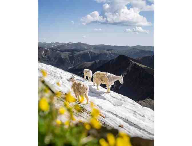 Torreys Mountain Goat - By Matthew Huck