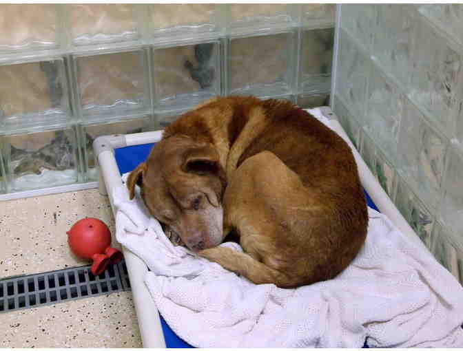 Sponsor a Doggie Kuranda Bed