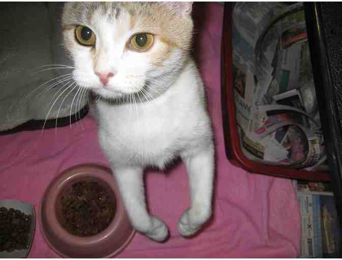 GIVE A GIFT, WAG A TAIL