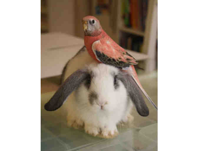 Birds & Bunnies end up in Shelters too