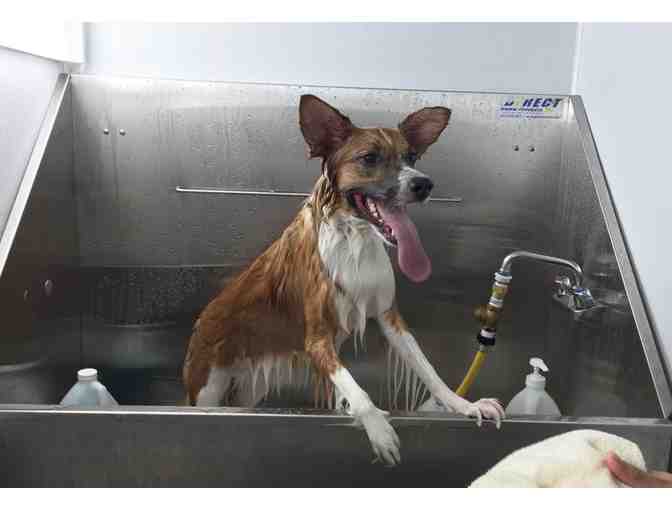 Downtown Doghouse Bath Club