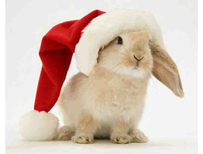 $10 Sponsor a Holiday Toy for a Shelter Animal