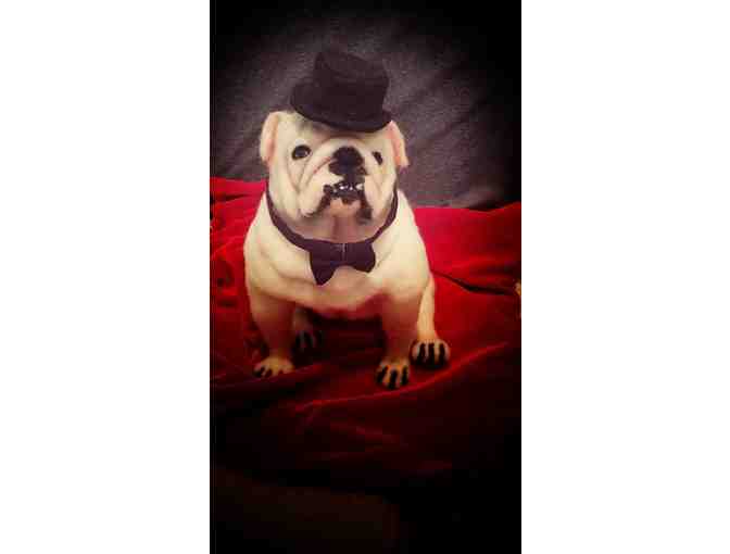 'Rocky the Bulldog' Felt Bulldog Sculpture