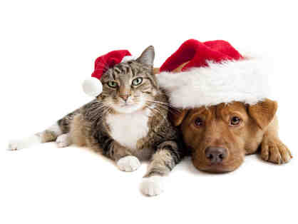 $10 Sponsor a Holiday Toy for a Shelter Animal