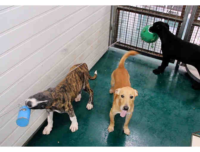 Buy Toys for 25 Shelter Dogs