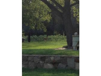 'Mrs. Young - Sleepover at the LBH Ranch for (3)'