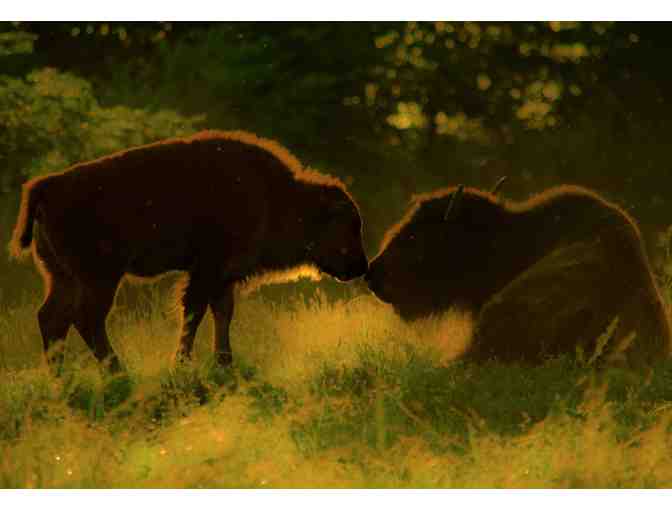 Mother's Love by Collins Dillard