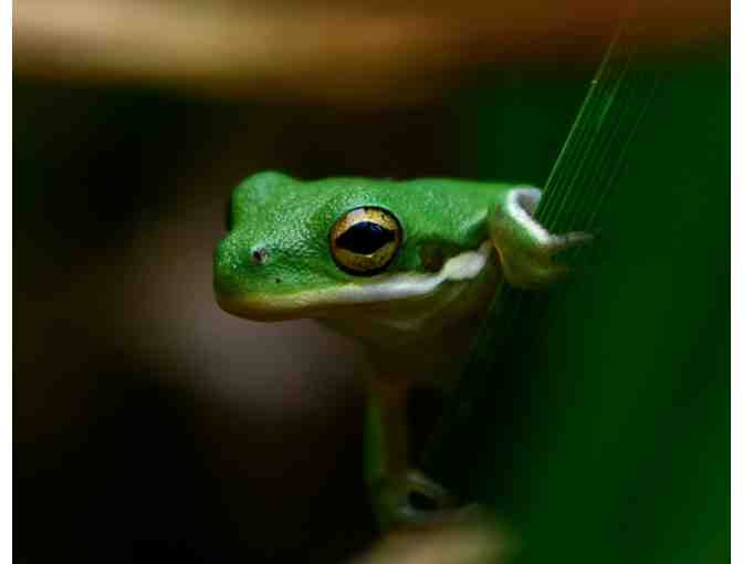 Peek-a-Boo by Collins Dillard