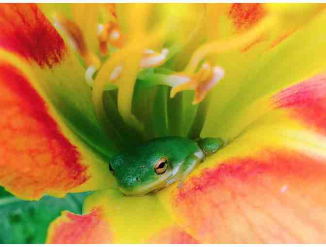 Bloom! by Collins Dillard