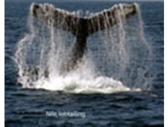 Whale Watch tickets for 2 to Sail the Hurricane out to the whales!