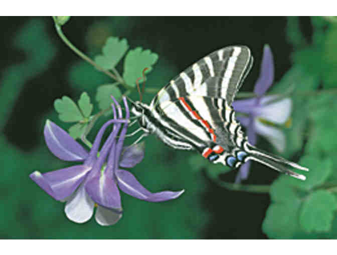 Visit The Butterfly Place with this $35 Gift Certificate