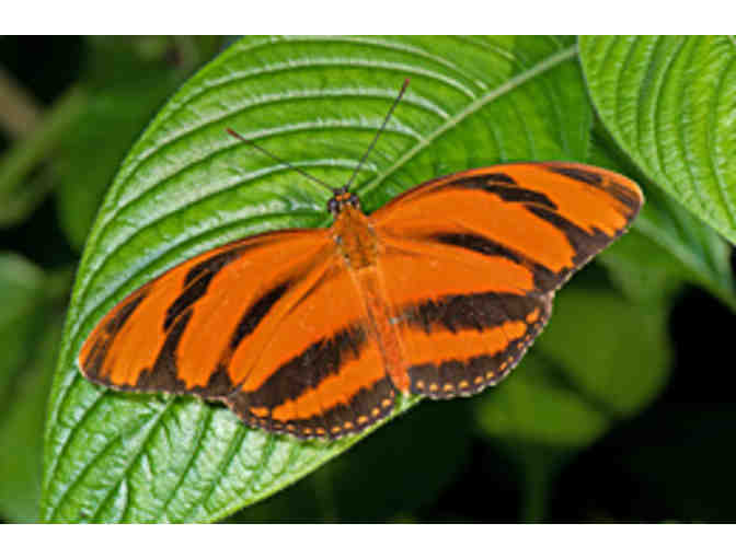 Visit The Butterfly Place with this $35 Gift Certificate