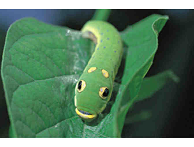 Visit The Butterfly Place with this $35 Gift Certificate