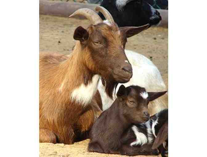 York's Wild Kingdom Zoo - 4 V.I.P Passes for your Family to Enjoy!