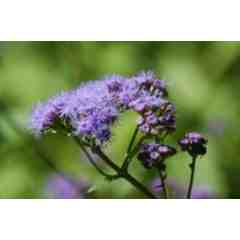 New England Wild Flower Society