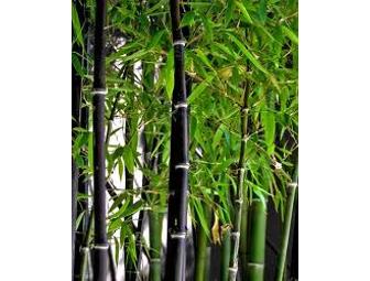 Outdoor Clumping Bamboo Plant #2 Black Bamboo (Phyllostachys Nigra) Greentop LLC