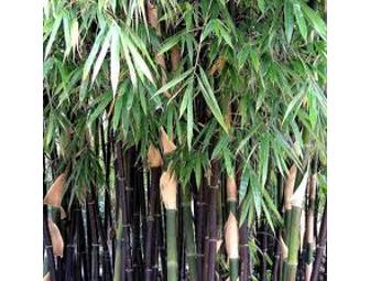 Outdoor Clumping Bamboo Plant #2 Black Bamboo (Phyllostachys Nigra) Greentop LLC