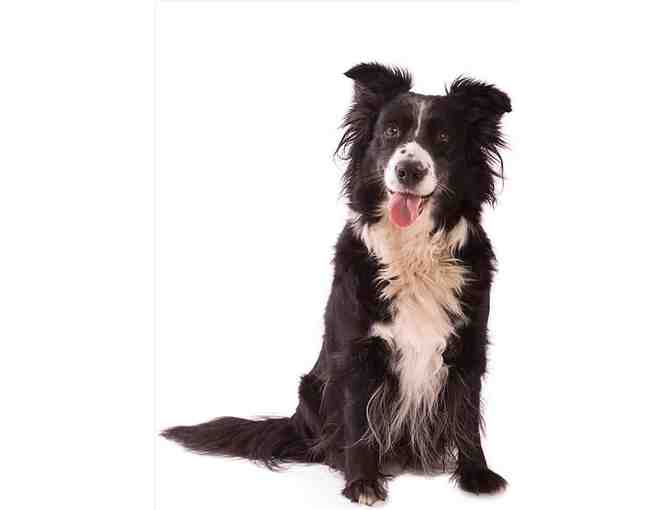 Gibsons Veterinary Hospital donation - Pet Exam & Dental Cleaning Value $480